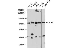 Western blot analysis of extracts of various cell lines, using IL20RA antibody (ABIN6129281, ABIN6142355, ABIN6142356 and ABIN6214512) at 1:1000 dilution. (IL20RA 抗体)