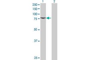 Western Blot analysis of LETM1 expression in transfected 293T cell line by LETM1 MaxPab polyclonal antibody. (LETM1 抗体  (AA 1-739))