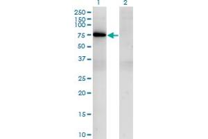 Western Blot analysis of TBX21 expression in transfected 293T cell line by TBX21 monoclonal antibody (M09), clone 1D12. (T-Bet 抗体  (AA 387-486))