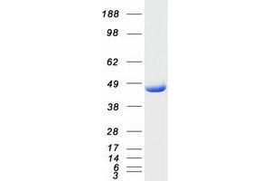 Validation with Western Blot