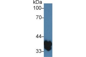 Western Blot; Sample: Mouse Spleen lysate; ;Primary Ab: 3µg/ml Rabbit Anti-Mouse TMEM173 Antibody;Second Ab: 0. (STING/TMEM173 抗体  (AA 160-371))