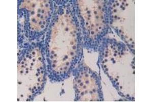 Detection of GCG in Mouse Testis Tissue using Polyclonal Antibody to Glucagon (GCG) (Glucagon 抗体  (AA 21-180))