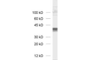Western Blotting (WB) image for anti-Glyceraldehyde-3-Phosphate Dehydrogenase (GAPDH) antibody (ABIN1742501) (GAPDH 抗体)