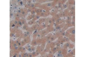 IHC-P analysis of Kidney tissue, with DAB staining. (FDPS 抗体  (AA 1-419))