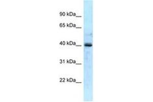 Image no. 1 for anti-Galactokinase 1 (GALK1) (AA 57-106) antibody (ABIN6747828) (GALK1 抗体  (AA 57-106))
