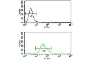 FOXG1 antibody flow cytometric analysis of U251 cells (green) compared to a negative control (blue). (FOXG1 抗体  (AA 225-252))