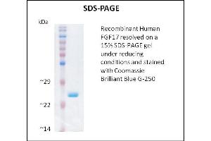 SDS-PAGE (SDS) image for Fibroblast Growth Factor 17 (FGF17) (Active) protein (ABIN5509476) (FGF17 蛋白)