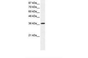 Image no. 1 for anti-Kruppel-Like Factor 1 (erythroid) (KLF1) (AA 188-237) antibody (ABIN202347) (KLF1 抗体  (AA 188-237))