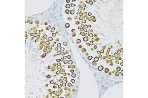 Immunohistochemistry of paraffin-embedded rat testis using PIWIL1 antibody. (PIWIL1 抗体)