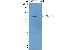 Western Blotting (WB) image for anti-Small Breast Epithelial Mucin (SBEM) (AA 21-90) antibody (ABIN1870572) (SBEM 抗体  (AA 21-90))