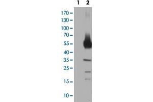 Western Blot analysis of HEK293T cells transfected with the Lane 1: pCMV6-ENTRY control and Lane 2: pCMV6-ENTRY TH cDNA for 48 hrs (5 ug/lane) using TH monoclonal antibody, clone 1D8 . (Tyrosine Hydroxylase 抗体)