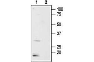 Western Blotting (WB) image for anti-Aquaporin 8 (AQP8) (AA 14-28), (Intracellular) antibody (ABIN7042944)