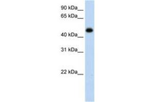 Image no. 1 for anti-Hydroxyacid Oxidase (Glycolate Oxidase) 1 (HAO1) (AA 251-300) antibody (ABIN6736638) (HAO1 抗体  (AA 251-300))
