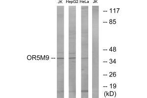 Western blot analysis of extracts from Jurkat cells, HepG2 cells and HeLa cells, using OR5M9 antibody. (OR5M9 抗体  (Internal Region))