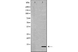 Western blot analysis of Hela whole cell lysates, using Histone H4K20me1 Antibody. (Histone H4 抗体  (meLys20))
