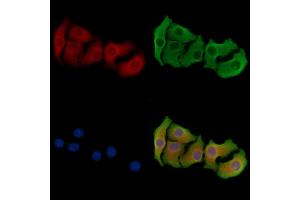 ABIN6264321 and ABIN6278365 staining Hela cells by IF/ICC. (PNLIP 抗体  (C-Term))