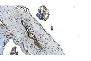 IHC analysis of GNG11 using anti-GNG11 antibody (ABIN7599533).