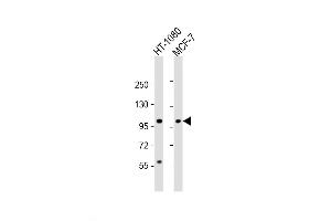 Western Blot at 1:2000 dilution Lane 1: HT-1080 whole cell lysate Lane 2: MCF-7 whole cell lysate Lysates/proteins at 20 ug per lane. (RHBDF2 抗体  (N-Term))