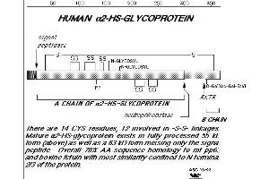 Diagram of human Fetuin/alpha2-HS-glycoprotein. (Fetuin A 抗体)