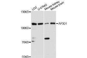 Western blot analysis of extracts of various cell lines, using AP3D1 antibody (ABIN6292609) at 1:3000 dilution. (AP3D1 抗体)
