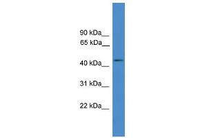 WB Suggested Anti-GPR83 Antibody Titration: 0. (GPR83 抗体  (C-Term))