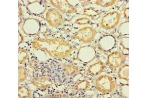 Immunohistochemistry of paraffin-embedded human kidney tissue using ABIN7142377 at dilution of 1:100 (MRPL21 抗体  (AA 40-205))
