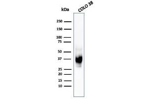 Western Blot Analysis of COLO-38 cell lysate using gp100 / Melanosome MAb (HMB45). (Melanoma gp100 抗体)
