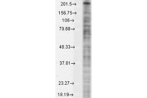Western Blot analysis of Monkey COS transient cell lysate showing detection of Nav1. (Nav1.8 抗体  (AA 1724-1956) (PE))