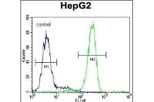 LRC40 Antibody (C-term) (ABIN654977 and ABIN2844617) flow cytometric analysis of HepG2 cells (right histogram) compared to a negative control cell (left histogram). (LRRC40 抗体  (C-Term))