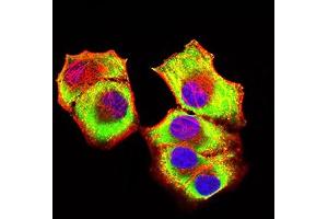Immunofluorescence (IF) image for anti-K(lysine) Acetyltransferase 2B (KAT2B) (AA 1-142) antibody (ABIN7193343)