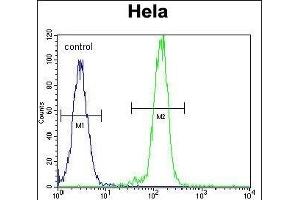 AKT2 Antibody (N-term) (ABIN391021 and ABIN2841191) flow cytometric analysis of Hela cells (right histogram) compared to a negative control cell (left histogram). (AKT2 抗体  (N-Term))