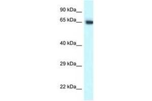 Image no. 1 for anti-Chaperonin Containing TCP1, Subunit 7 (Eta) (CCT7) (C-Term) antibody (ABIN6747670) (CCT7 抗体  (C-Term))