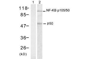 Western blot analysis of extract from HT-29 cells using NF-κB p105/p50 (Ab-337) antibody (E021017, Lane 1 and 2). (NFKB1 抗体)
