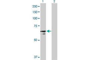 Western Blot analysis of PABPC4 expression in transfected 293T cell line by PABPC4 MaxPab polyclonal antibody. (PABPC4 抗体  (AA 1-660))