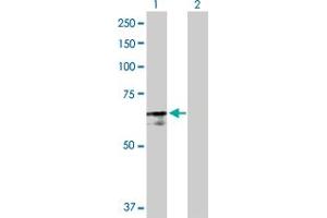 Western Blot analysis of PABPC4 expression in transfected 293T cell line by PABPC4 MaxPab polyclonal antibody.