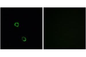 Immunofluorescence (IF) image for anti-Olfactory Receptor, Family 2, Subfamily M, Member 2 (OR2M2) (AA 281-330) antibody (ABIN1535887)