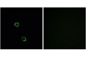 Immunofluorescence analysis of MCF7 cells, using OR2M2 Antibody. (OR2M2 抗体  (AA 281-330))