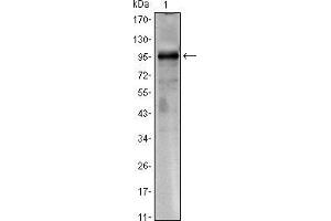 Western blot analysis using CRTC1 mouse mAb against CRTC1(AA: 1-353)-hIgGFc transfected HEK293 cell lysate. (CRTC1 抗体)