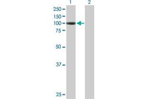 Western Blot analysis of AGBL2 expression in transfected 293T cell line by AGBL2 MaxPab polyclonal antibody. (AGBL2 抗体  (AA 1-902))