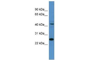 WB Suggested Anti-Tfdp1 Antibody Titration:  0. (DP1 抗体  (N-Term))