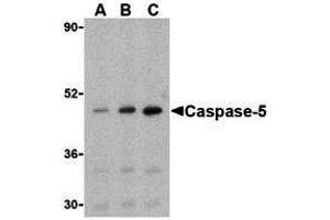 Western Blotting (WB) image for anti-Caspase 5, Apoptosis-Related Cysteine Peptidase (CASP5) (Middle Region) antibody (ABIN1030901)