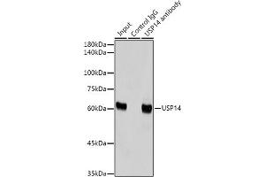 Immunoprecipitation analysis of 300 μg extracts of HeLa cells using 3 μg USP14 antibody (ABIN7271143). (USP14 抗体)