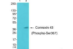 Western blot analysis of extracts from K562 cells, using Connexin43 (Phospho-Ser367) antibody. (Connexin 43/GJA1 抗体  (pSer367))