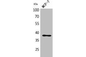 Western Blot analysis of MCF-7 cells using TPO Polyclonal Antibody. (Thrombopoietin 抗体  (Internal Region))