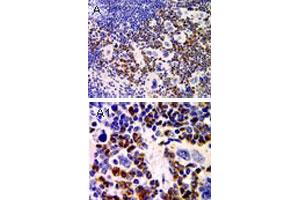 Immunohistochemical analysis of PYDC1 expression in mouse.