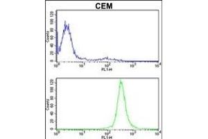 IT Antibody (Center) (ABIN389477 and ABIN2839539) flow cytometric analysis of CEM cells (bottom histogram) compared to a negative control cell (top histogram). (IMMT 抗体  (AA 438-467))