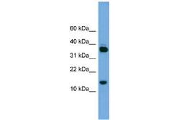 Proline Rich 15 anticorps  (C-Term)