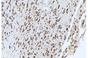 ABIN6272948 at 1/100 staining mouse brain tissue by IHC-P. (QSOX1 抗体  (Internal Region))