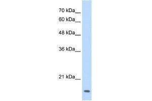 WB Suggested Anti-MAFG Antibody Titration:  0. (Mafg 抗体  (N-Term))