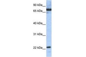 Image no. 1 for anti-SCAN Domain Containing 1 (SCAND1) (N-Term) antibody (ABIN6742626) (SCAND1 抗体  (N-Term))